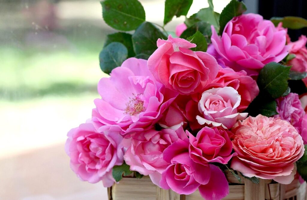 Vibrant Pink Roses in Woven Basket - Blurred Garden Background Wallpaper