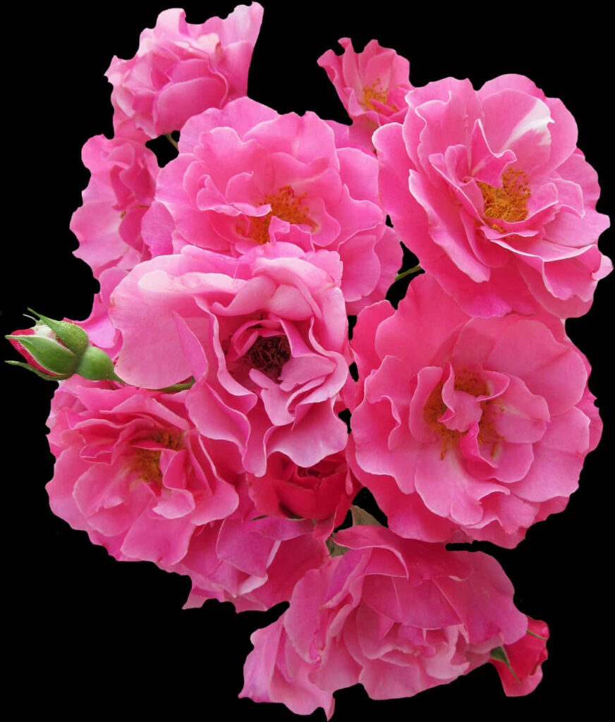Vibrant Pink Roses on Black Background - Striking Floral Wallpaper