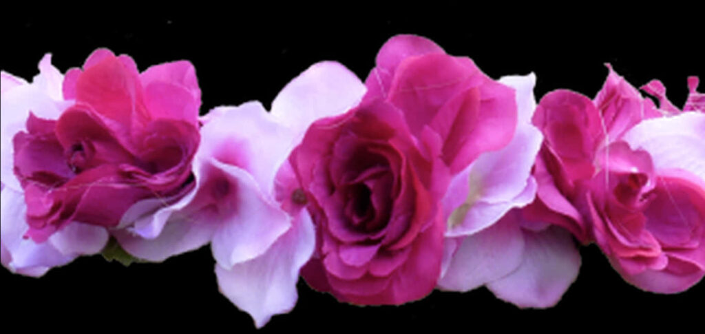 Vibrant Pink Roses Wallpaper on Deep Black Background