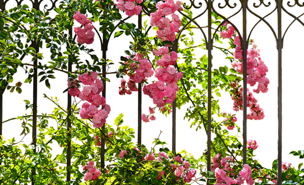 Vibrant Pink Roses on Metal Trellis - Elegant Floral Background Wallpaper