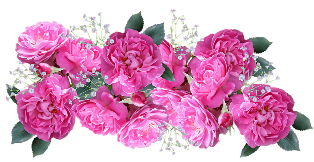 Vibrant Pink Roses Bouquet Wallpaper with Baby's Breath & Greenery