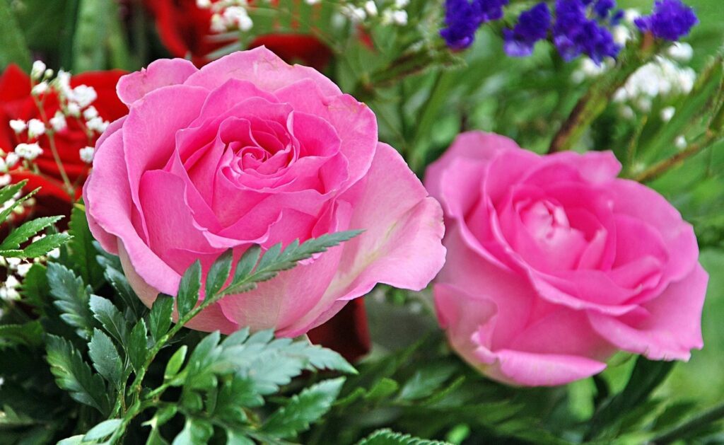 Vibrant Pink Roses with Green Leaves and Gypsophila Floral Wallpaper