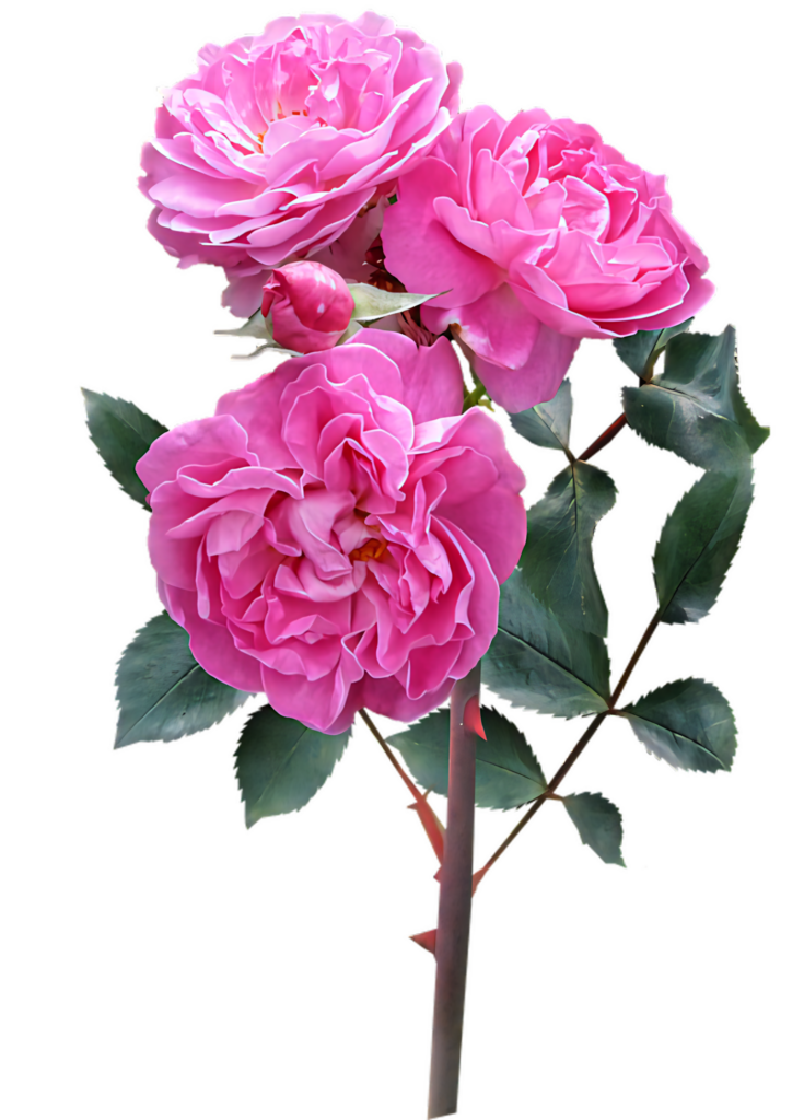 Blooming Pink Roses Wallpaper on Transparent Background