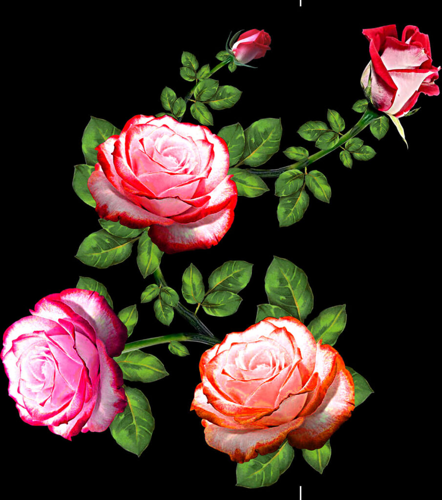 Vibrant Pink Roses Wallpaper: Stunning Floral Art on Dark Background