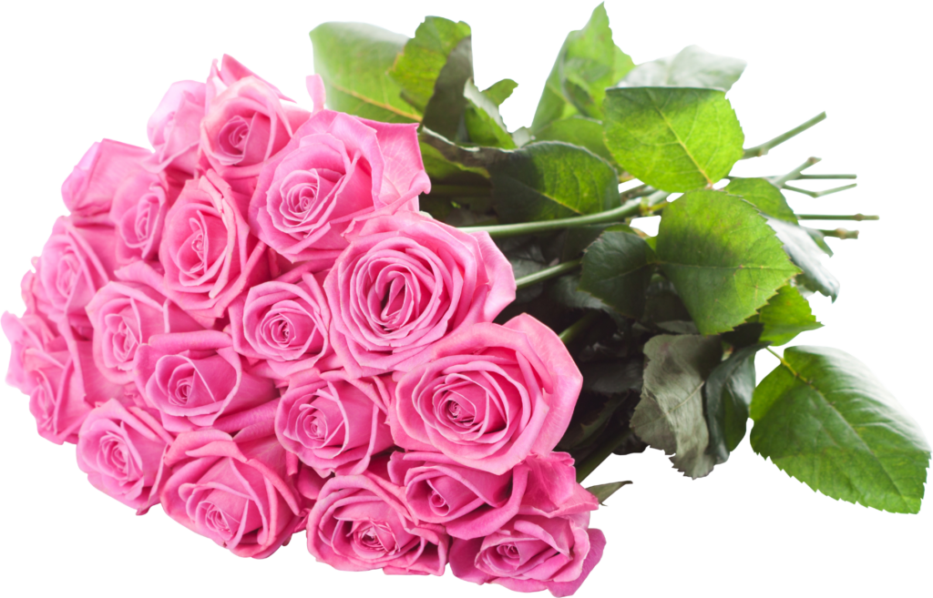 Vibrant Pink Roses with Lush Green Leaves - Transparent Background Wallpaper
