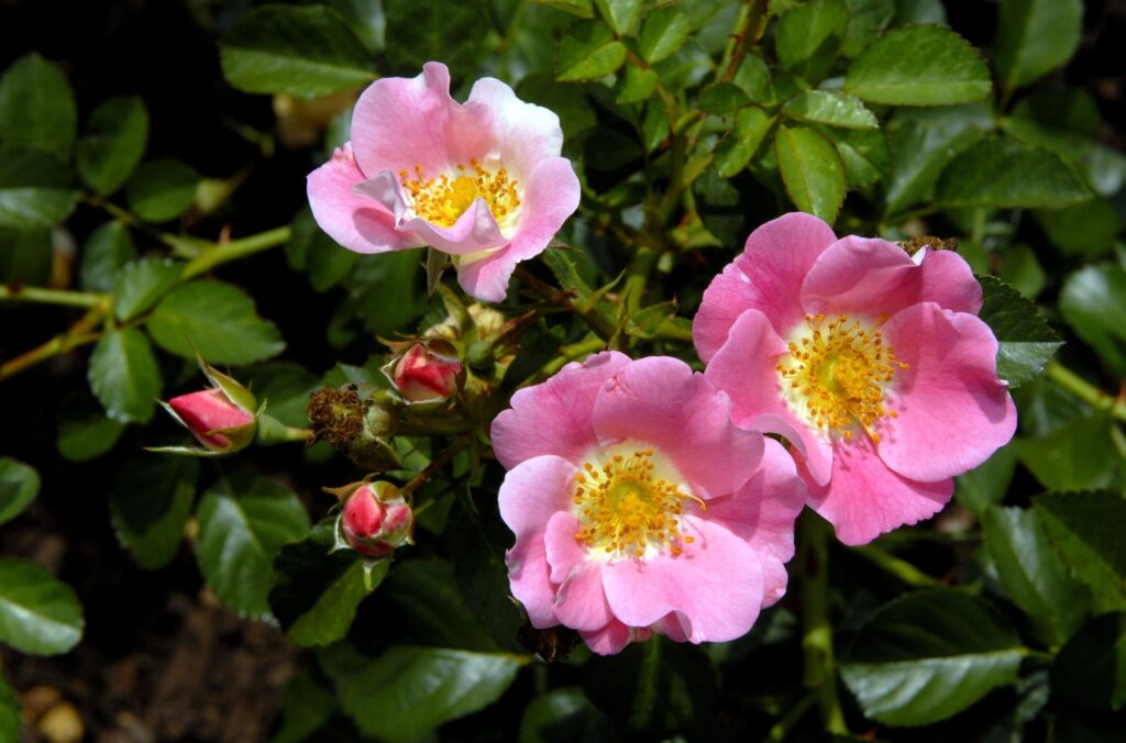 Vibrant Pink Roses Close-Up Wallpaper with Lush Green Foliage