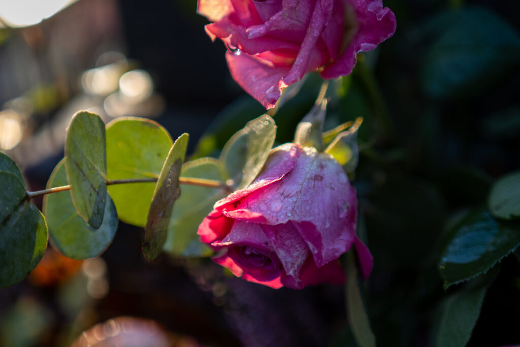 Vibrant Pink Roses with Dewdrops: Serene Floral Wallpaper Background
