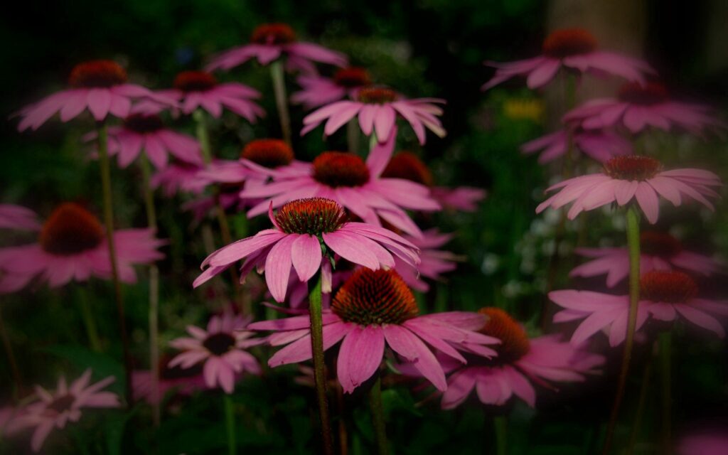 Vibrant Close-Up of Pink Rudbeckia Flowers - 2560x1600 Wallpaper