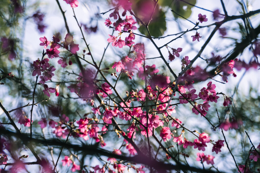 Vibrant Pink Sakura Blossoms Macro Wallpaper - Spring Serenity Background