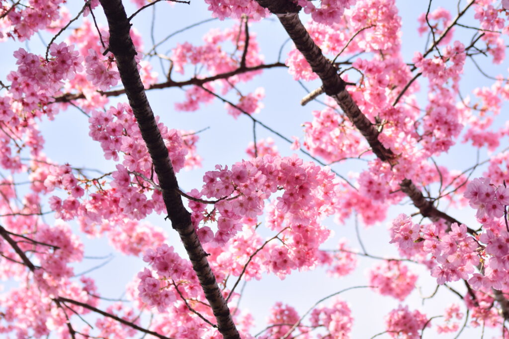 Vibrant Pink Sakura Blossoms Wallpaper Against Blue Sky - Spring Background