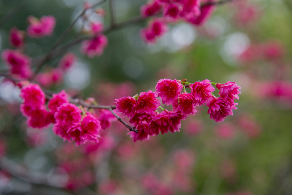 Vibrant Pink Sakura Flowers in Bloom – Spring Background Beauty Wallpaper