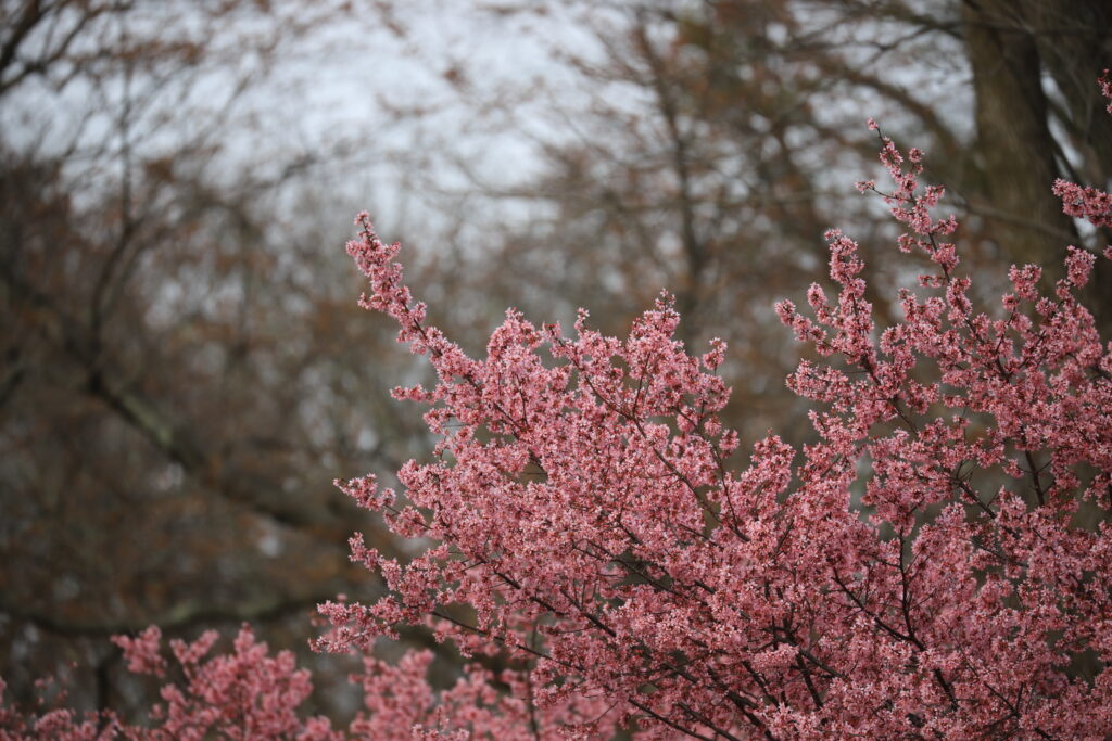 Vibrant Pink Sakura Flowers - Spring Background Wallpaper