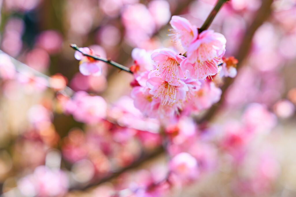 Dreamy Close-Up of Vibrant Pink Sakura Flowers in Spring Wallpaper