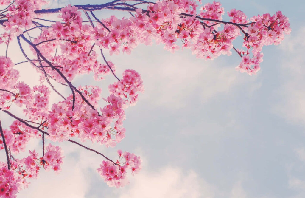 Vibrant Pink Sakura Branches Against Soft Cloudy Sky - Serene Wallpaper
