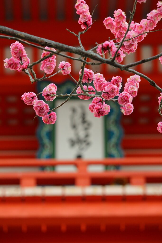 Vibrant Pink Sakura Flowers with Soft Blurred Background Wallpaper
