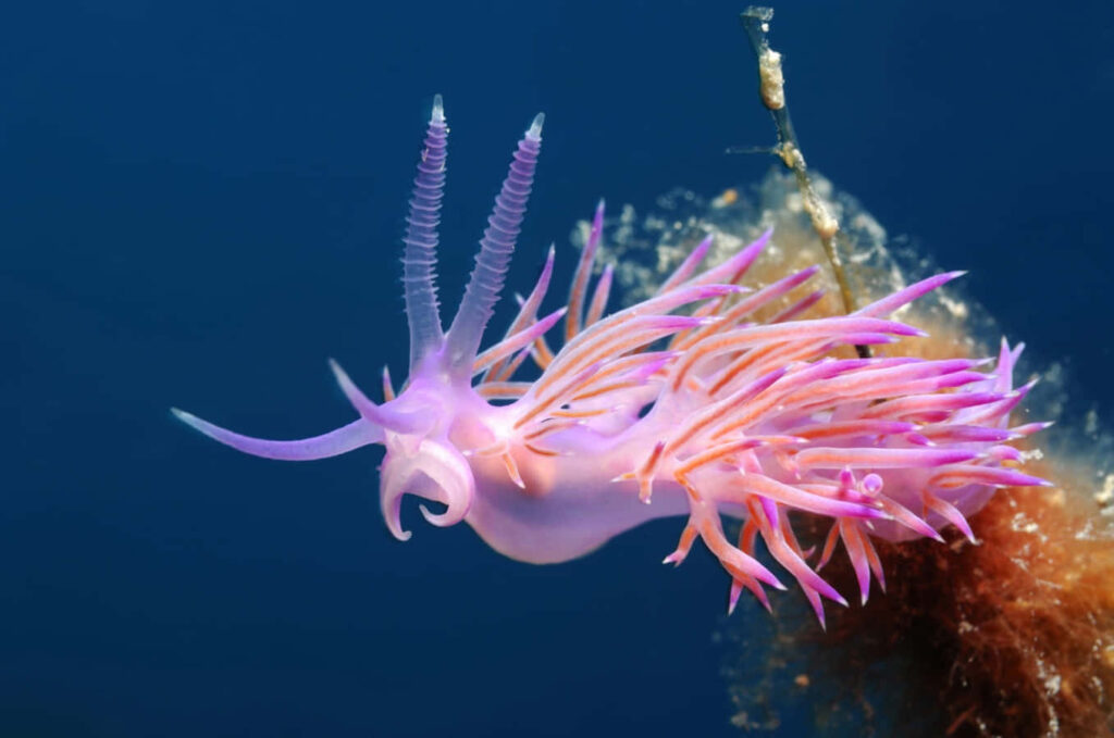 Vibrant Pink Sea Slug Swimming in Deep Blue Ocean Background Wallpaper