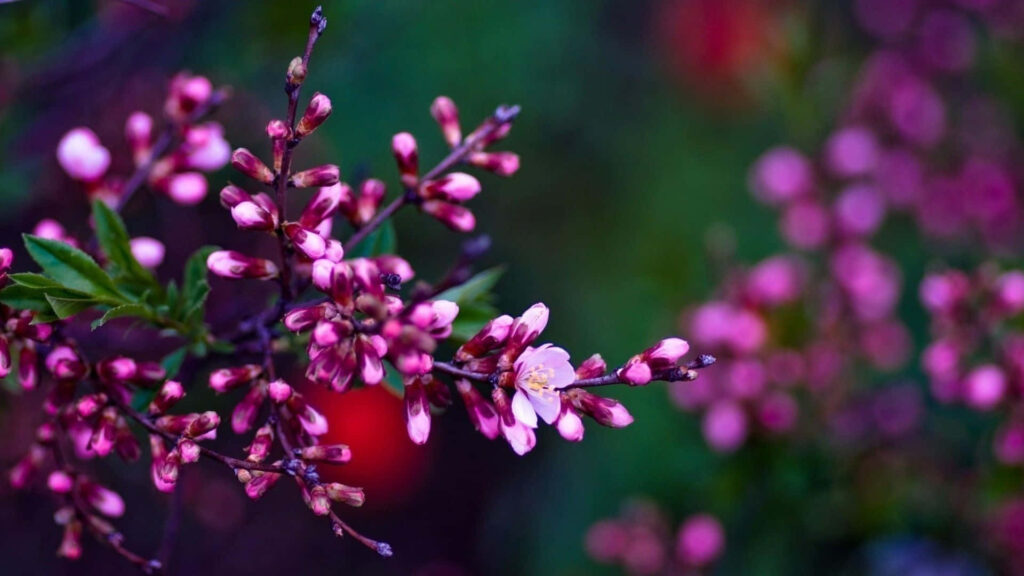 Vibrant Pink Spring Flowers on Soft Green and Red Background Wallpaper
