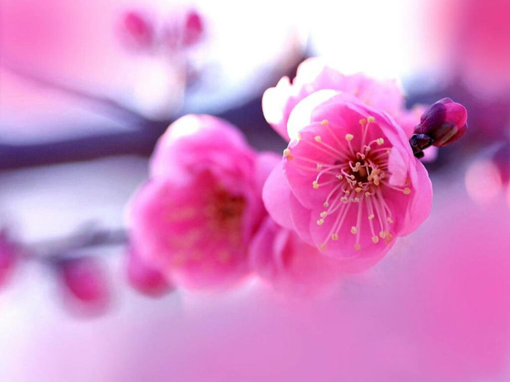 Vibrant Pink Spring Flowers Close-Up with Soft Blurred Background Wallpaper