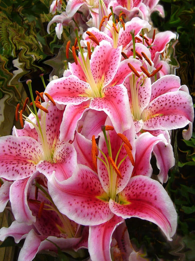Vibrant Pink Stargazer Lilies in Bloom - Stunning Floral Wallpaper