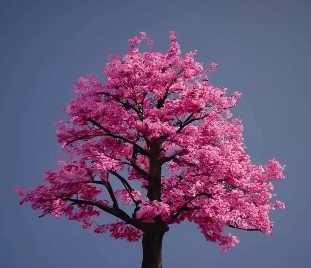 Vibrant Pink Tree Wallpaper Against Clear Blue Sky - Stunning Background