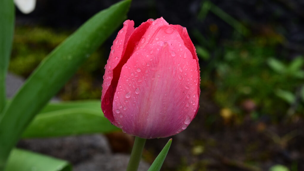 Vibrant Pink Tulip Bud: Dew-Kissed Macro Wallpaper for Nature Lovers