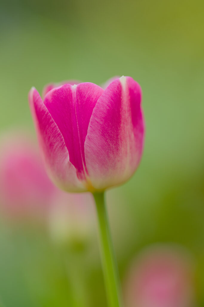 Vibrant Pink Tulip Bud Close-Up against Soft Green Background Wallpaper
