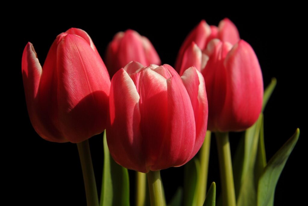 Vibrant Pink Tulip Buds on Black Background - Spring Blossom Beauty Wallpaper