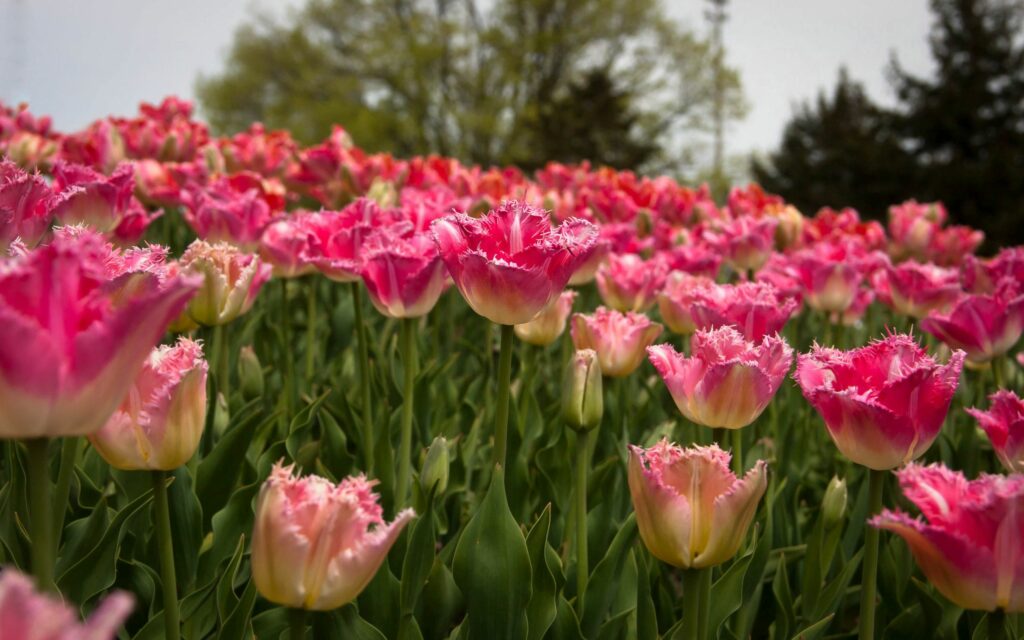 Vibrant pink tulip field with fringed petals and green stems under soft spring sky background Wallpaper