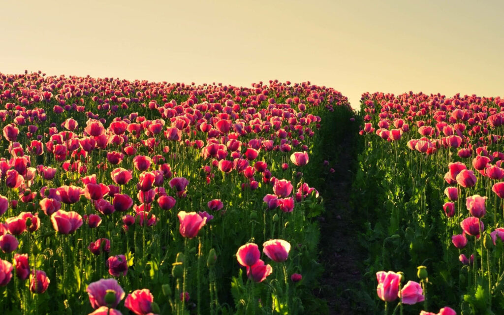 “Serene Pink Tulip Field Under Soft Sky – Breathtaking Landscape Background” Wallpaper