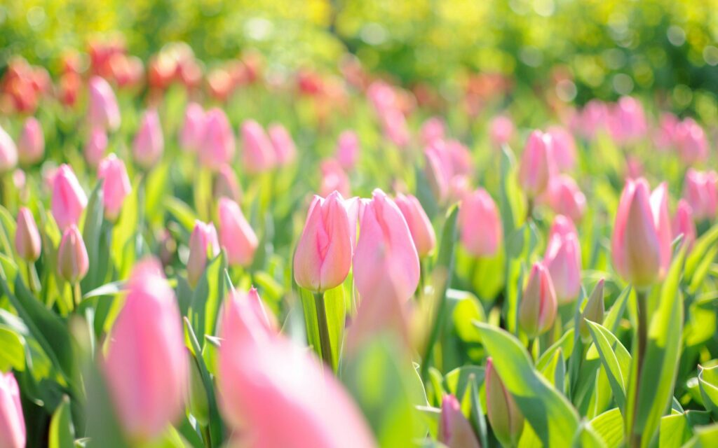 Vibrant pink tulip field in full bloom bathed in soft sunlight with lush green leaves wallpaper