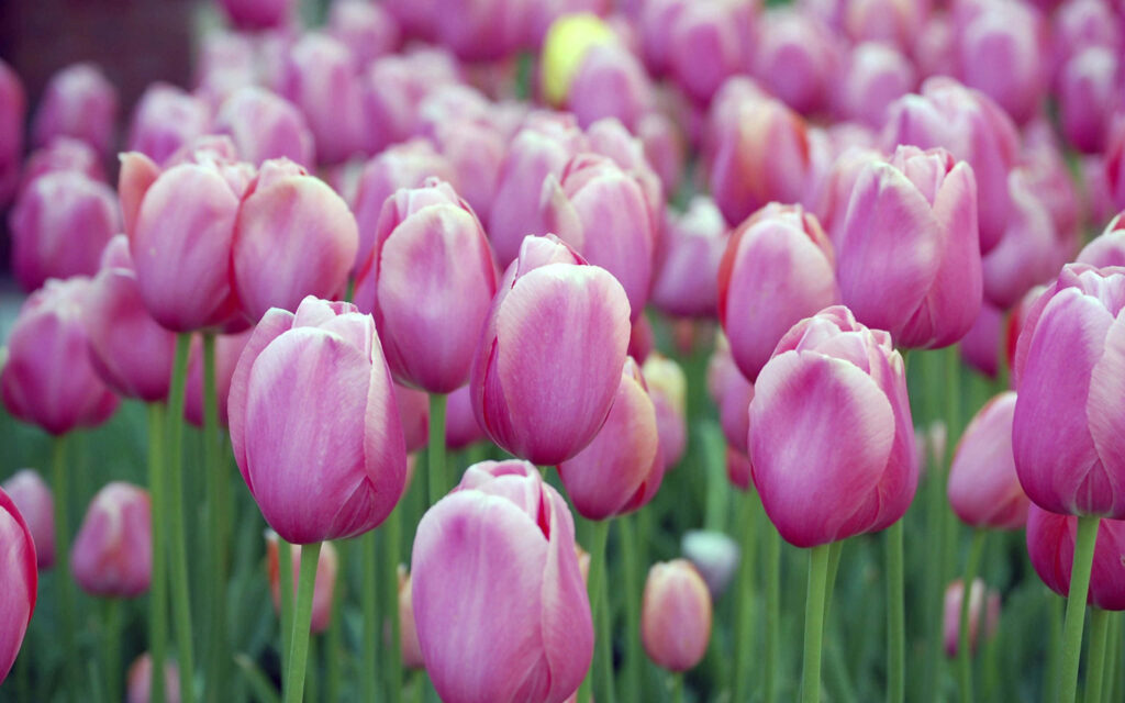Vibrant Tulip Field Wallpaper Background: Spring’s Fresh Beauty