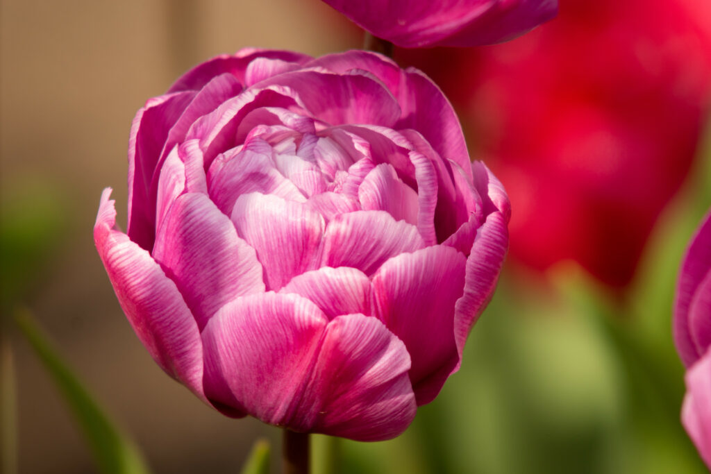 Stunning Pink Tulip Macro Wallpaper - Vibrant Floral Background