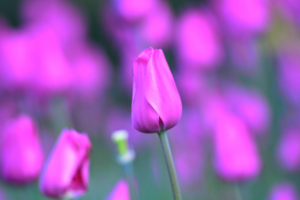 Vibrant Pink Tulip Bud with Softly Blurred Flower Background Wallpaper