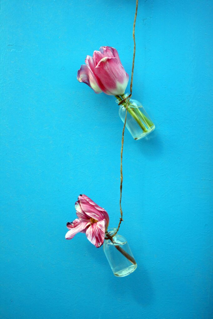 Vibrant Pink Tulips in Glass Vials Against Blue Wall - Fresh Background Wallpaper