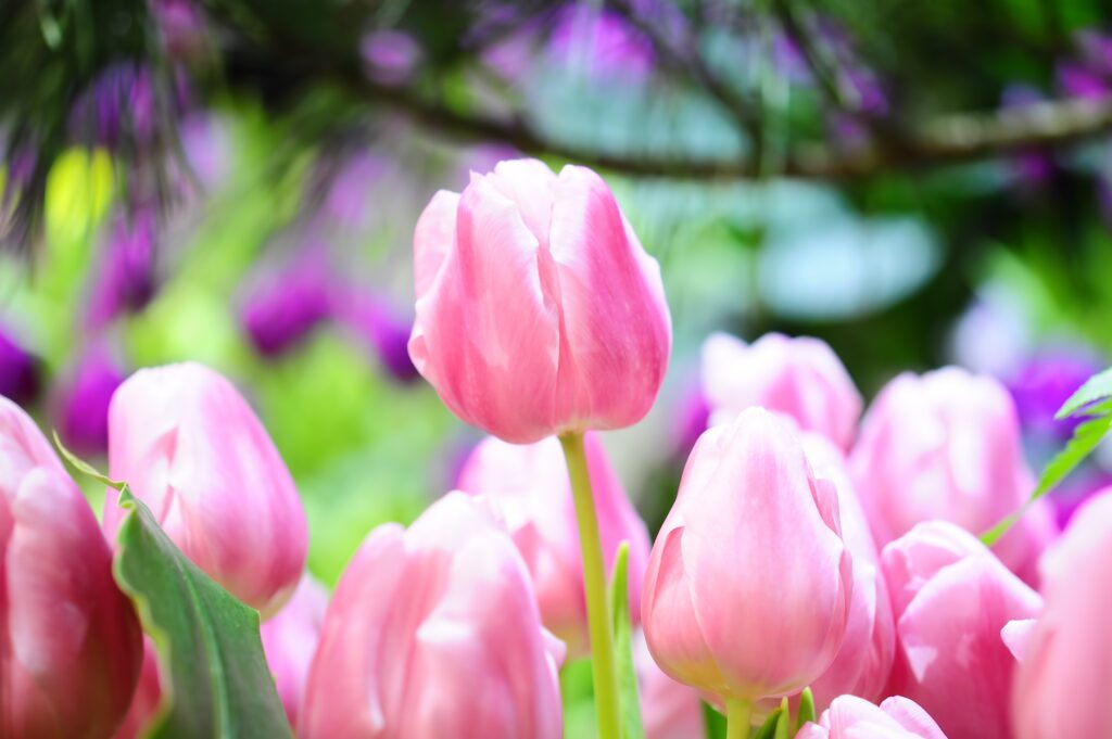 Vibrant Pink Tulip Flowers in Full Bloom - Serene Spring Wallpaper