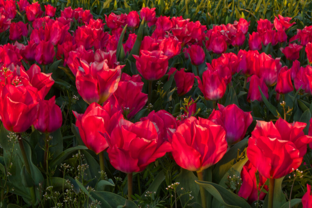 Vibrant Pink Tulip Field Wallpaper: Lively Spring Floral Background