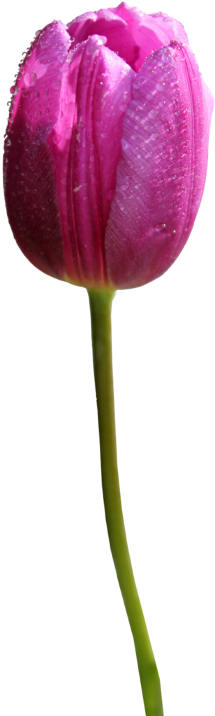 Vibrant Pink Tulip with Dew Drops - Stunning Wallpaper Background