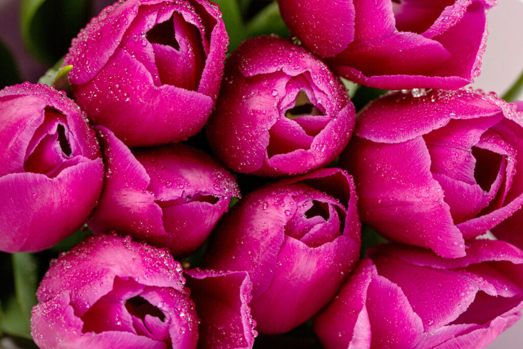 Vibrant Pink Tulips with Water Droplets - High-Resolution Wallpaper