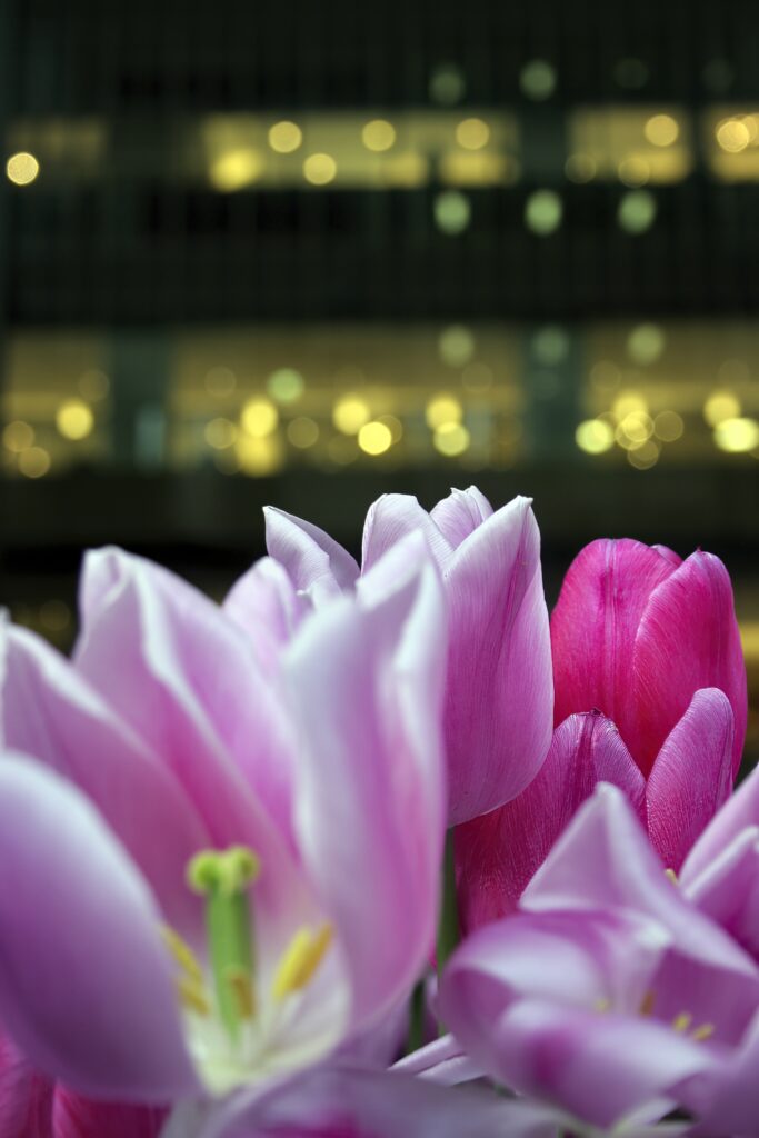Stunning Pink Tulips Wallpaper: Close-Up with Soft Blurred Background
