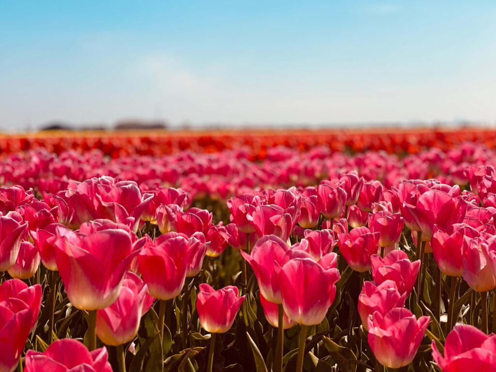 Enchanting Spring Tulip Wallpaper: Vibrant Pink Blooms & Blue Sky