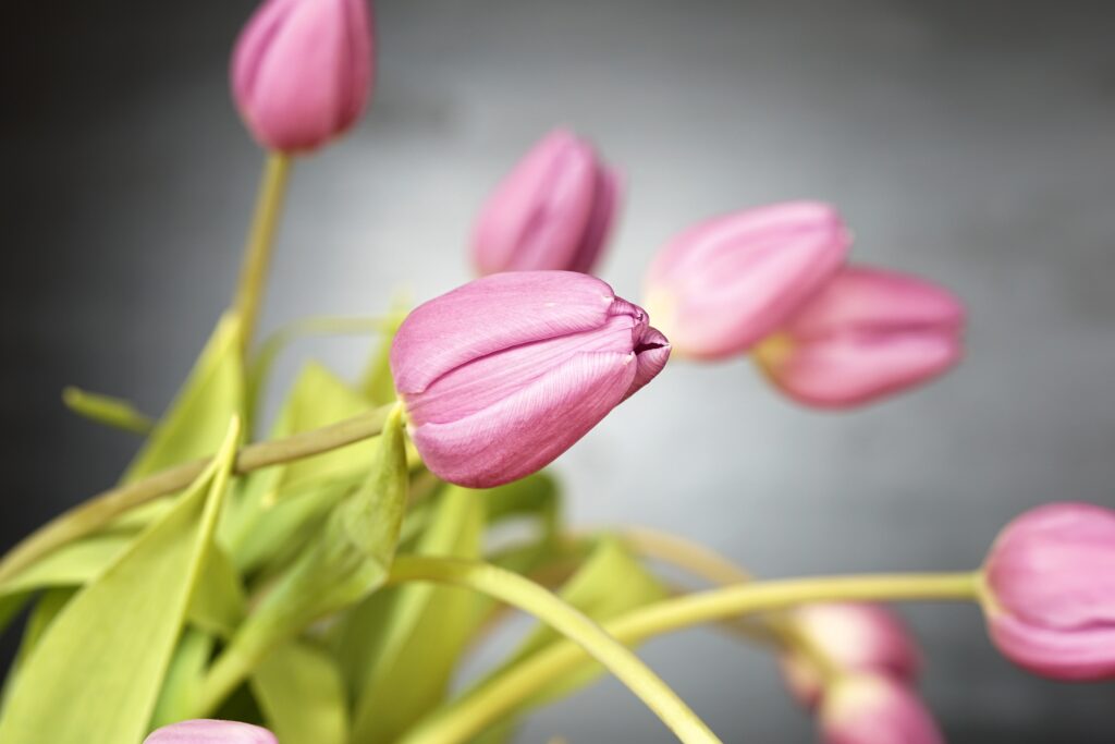 Vibrant Pink Tulips Close-Up: Elegant Nature Wallpaper Background
