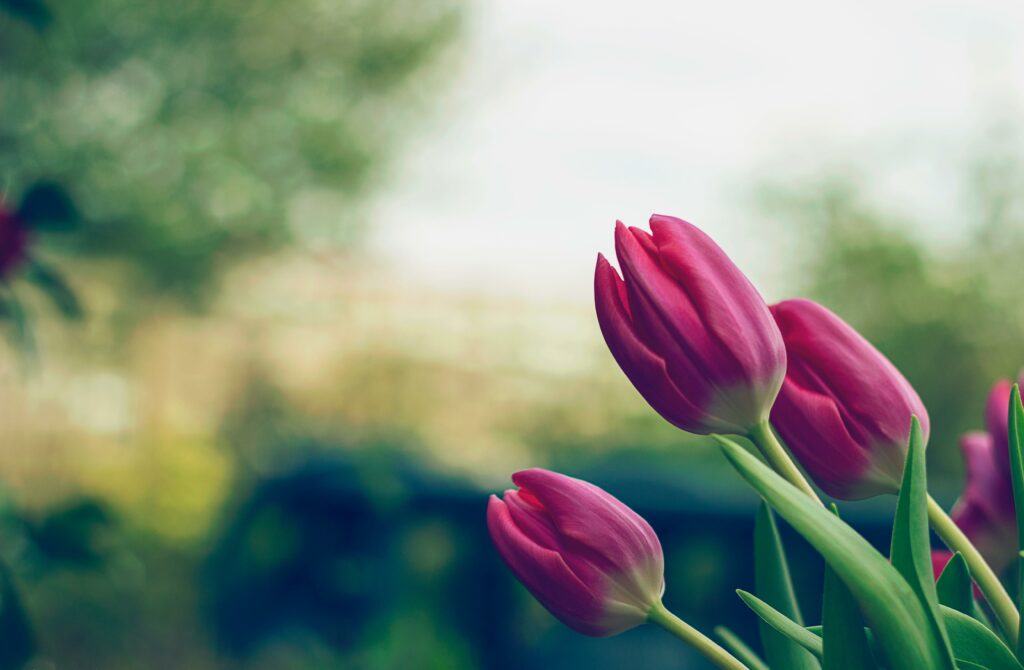Vibrant Pink Tulips Wallpaper - High-Res Floral Background