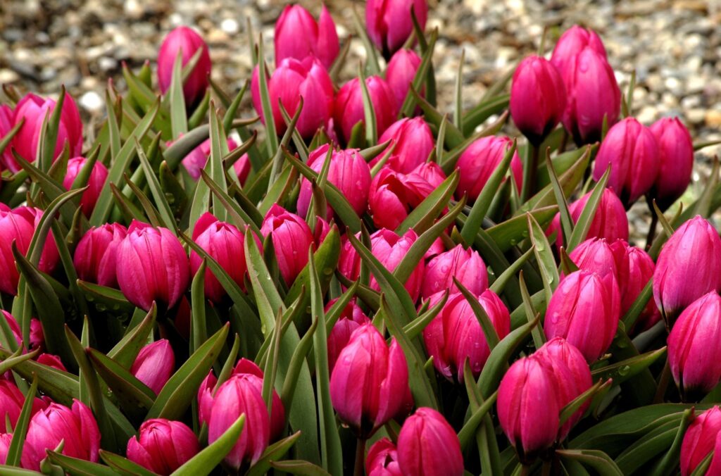Vibrant Pink Tulips in Bloom with Lush Green Background Wallpaper