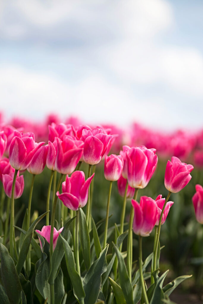 Springtime Wallpaper: Blooming Pink Tulips Under Partly Cloudy Sky