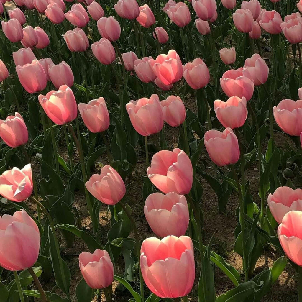 Vibrant Pink Tulips Blooming in Lush Garden Background Wallpaper
