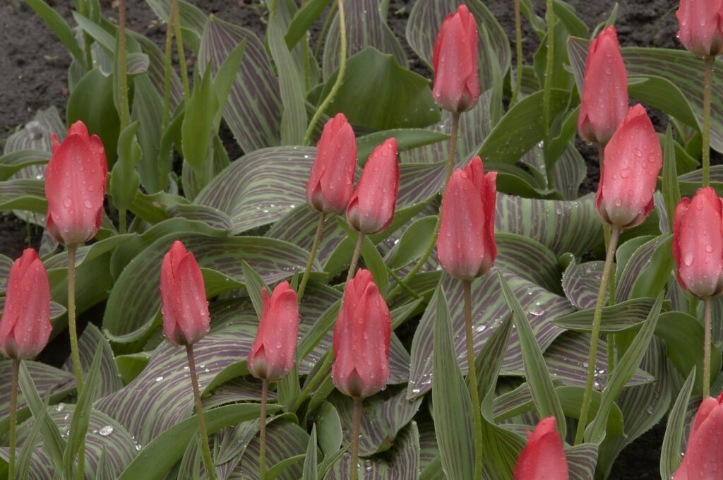 Vibrant Pink Tulips with Water Droplets Against Lush Green Background Wallpaper