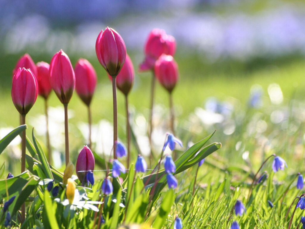 Vibrant Pink Tulips Amid Lush Greenery: Refreshing Floral Background Wallpaper