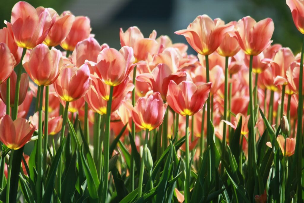 Vibrant Pink Tulips in Bloom: Spring Wallpaper Background