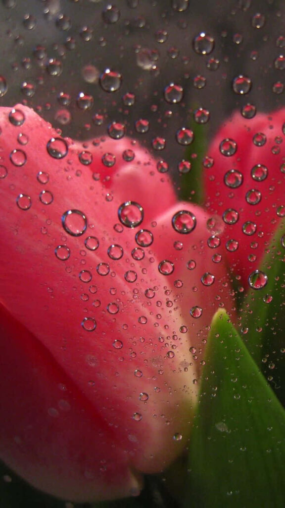 Vibrant Pink Tulips with Raindrops - Serene Background Wallpaper