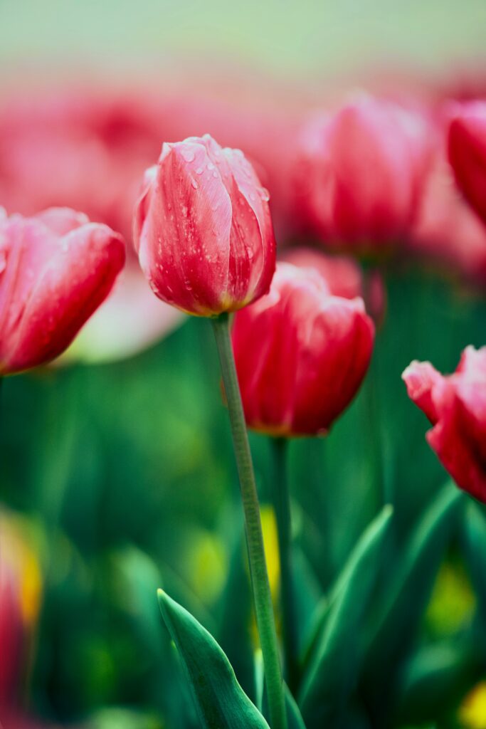 Vibrant Pink Tulips with Water Droplets: Refreshing Green Background Wallpaper